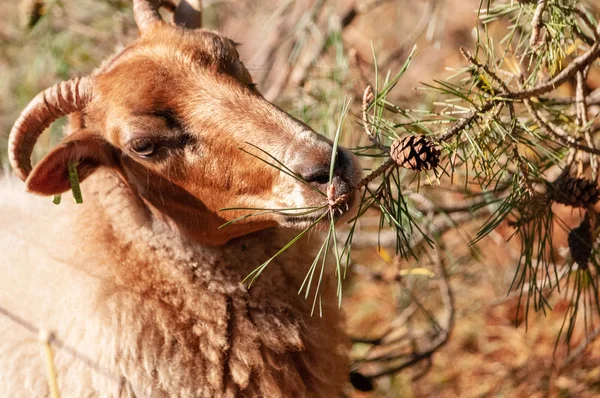 Una Manada Ovejas Haether Pastando Área Drenthse Cerca Ciudad Zeegse —  Fotos de Stock