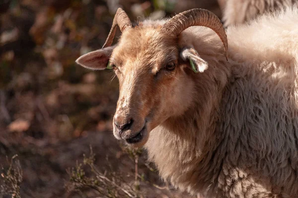 Grazing Haether Ovelhas em Drenthe — Fotografia de Stock