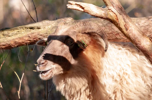 Una Mandria Pecore Etere Pascolo Nella Zona Drenthse Vicino Alla — Foto Stock