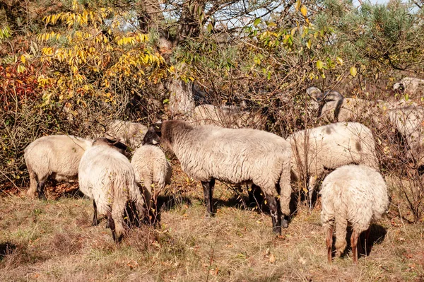 Betande Haether får i Drenthe — Stockfoto