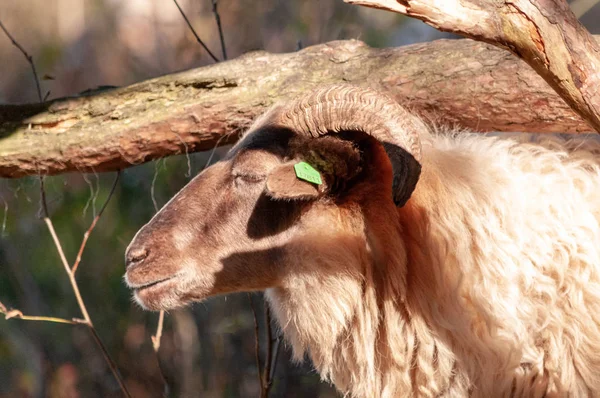 Wypas owiec Haether w Drenthe — Zdjęcie stockowe