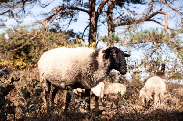 Laiduntaminen Haeetteri Lampaat Drenthe — kuvapankkivalokuva