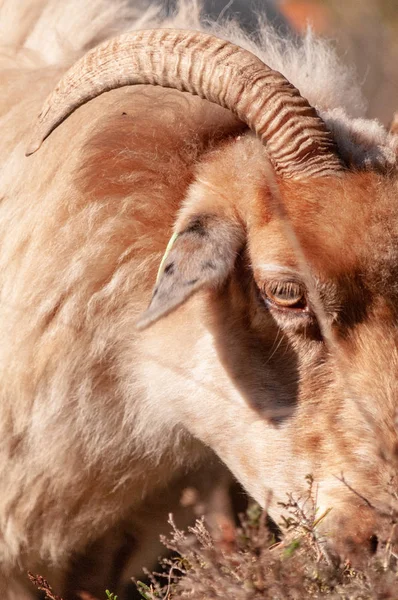 Выпас овец Хэзер в Дренте — стоковое фото