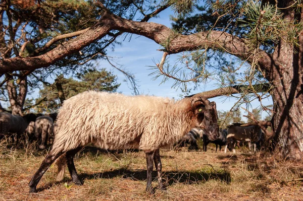 Betande Haether får i Drenthe — Stockfoto