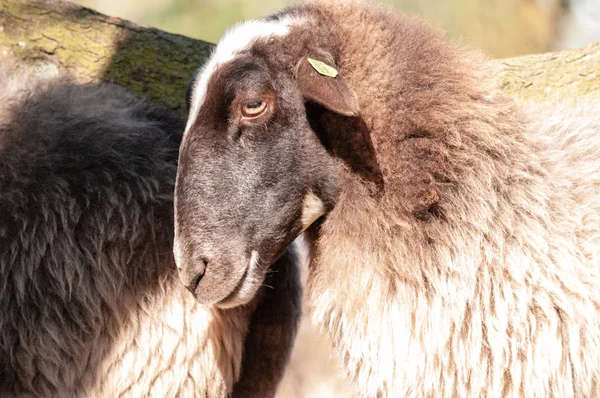在德伦放牧海瑟羊 — 图库照片