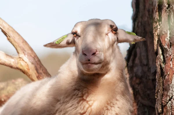 Grazing Haether Ovelhas em Drenthe — Fotografia de Stock