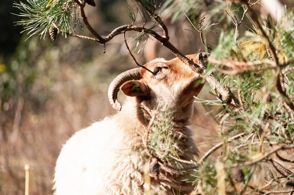 Wypas owiec Haether w Drenthe — Zdjęcie stockowe
