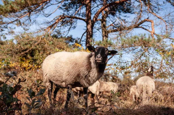 Выпас овец Хэзер в Дренте — стоковое фото
