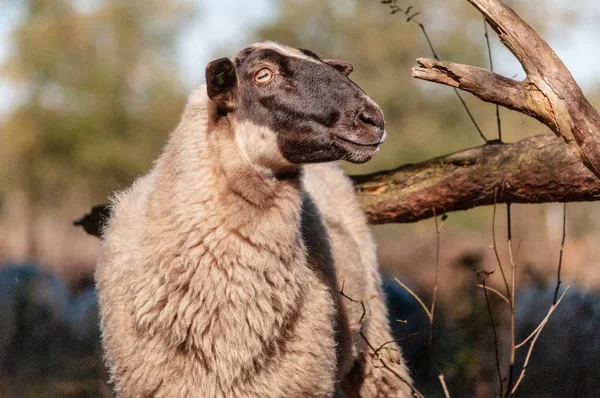 ドレンテ州の Haether の羊を放牧 — ストック写真