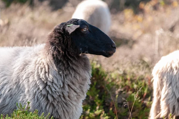 在德伦放牧海瑟羊 — 图库照片