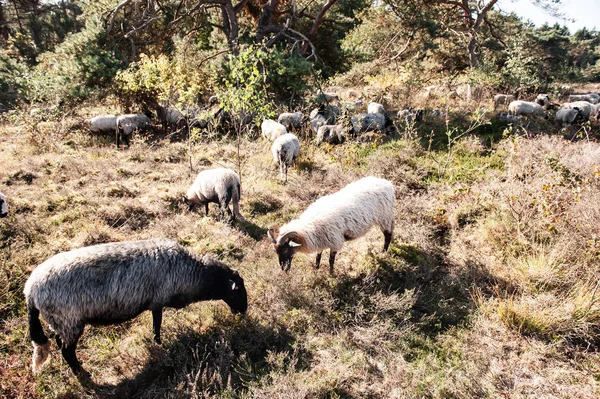 Herd Haether Sheep Grazing Drenthse Area Town Zeegse Moorlands North — Stock Photo, Image