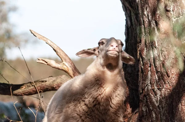 Grazing Haether Ovelhas em Drenthe — Fotografia de Stock