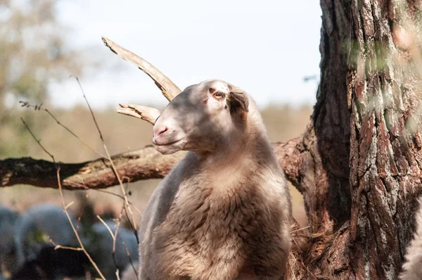 Grazing Haether Ovelhas em Drenthe — Fotografia de Stock