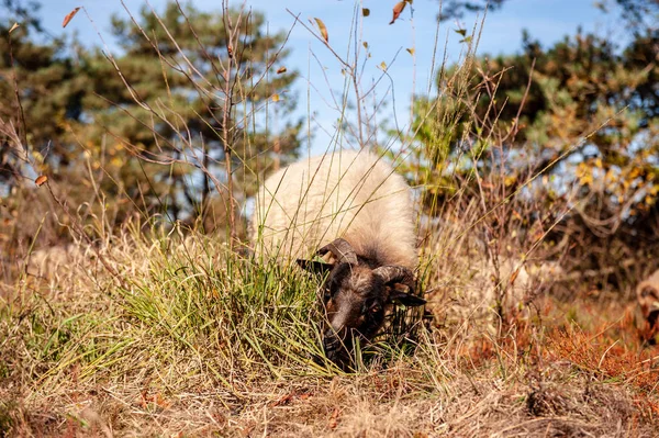 Grazing Haether Ovelhas em Drenthe — Fotografia de Stock