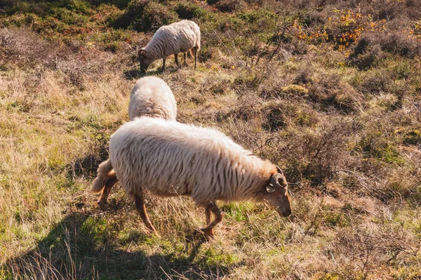 Betande Haether får i Drenthe — Stockfoto