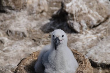 Westpoint adada kara kaşlı Albatros