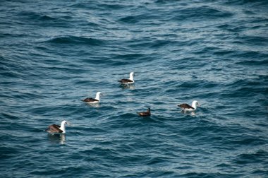 Kara kaşlı albatroslar okyanus üzerinde