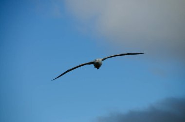 göçebe Albatros uçuş