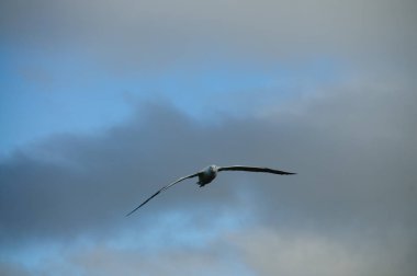 A Wandering Albatross Flying on Prion Island, South Georgia. clipart