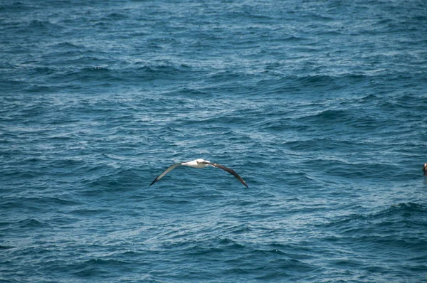 Albatroz Testa Preta Voando Baixo Através Oceano Atlântico Sul Imagem — Fotografia de Stock