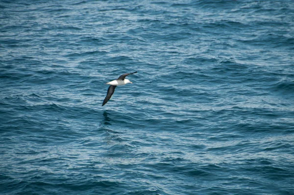 Albatros volando a través del océano . — Foto de Stock
