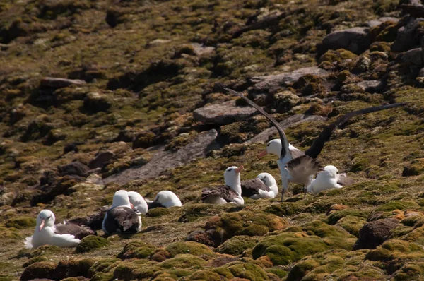 Black-Browed Albatross на острове Уэстпойнт — стоковое фото