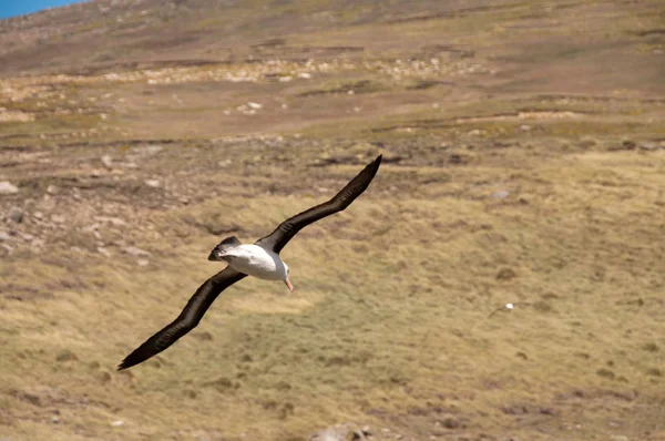 Albatros Cejas Negras Colonia Reproductora Westpoint Island Las Malvinas — Foto de Stock