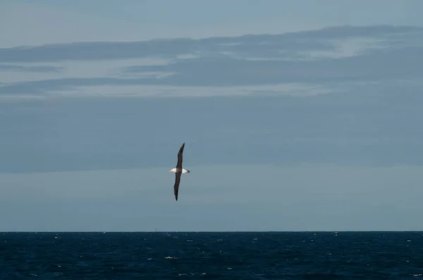 Albatros sobre el Océano Atlántico Sur — Foto de Stock