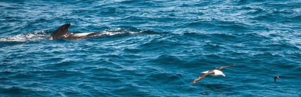 Ballenas piloto de aletas largas y un albatros — Foto de Stock
