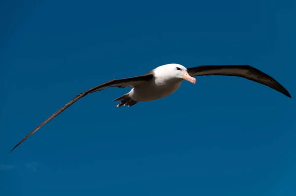 Albatroz-de-testa-preta na Ilha Westpoint — Fotografia de Stock