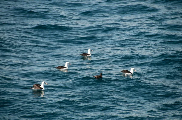 Albatros noirs sur l'océan — Photo