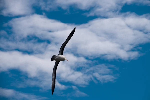 Μαύρο-Browed Albatross στο Westpoint νησί — Φωτογραφία Αρχείου