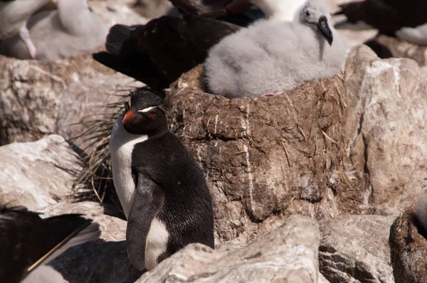Pingvin, csaj Albatross — Stock Fotó