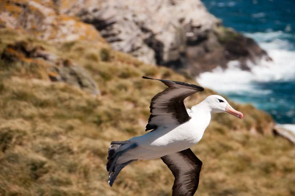 Černý Starý Albatros Jejich Chov Kolonii Ostrově Westpoint Falklandy — Stock fotografie