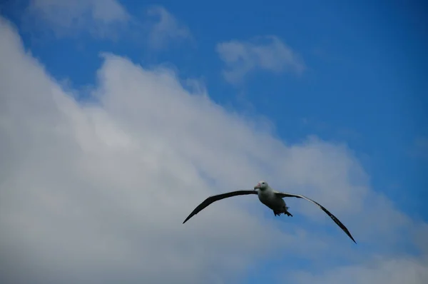 Vagueando Albatroz em voo — Fotografia de Stock