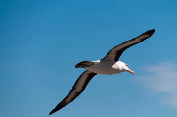 Zwart-Browed Albatross op Westpunt eiland — Stockfoto