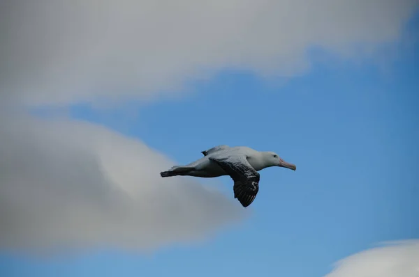 Vandringsalbatross under flygning — Stockfoto