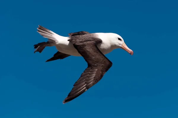 Černý starý Albatros na ostrově Westpoint — Stock fotografie