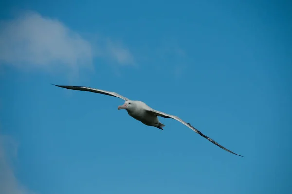 Een Wandelende Albatross Vliegen Prion Island Zuid Georgië — Stockfoto