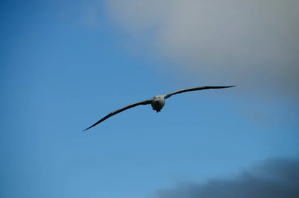 Wandering albatross in vlucht — Stockfoto