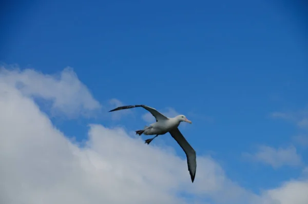 Vandringsalbatross under flygning — Stockfoto