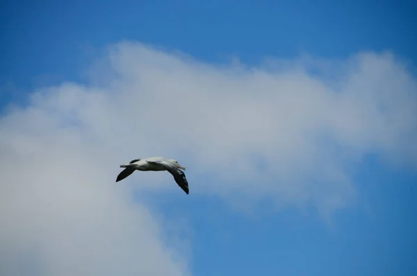 Wandernde Albatrosse im Flug — Stockfoto
