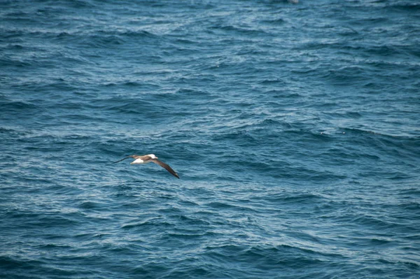 Albatroz a voar através do oceano . — Fotografia de Stock