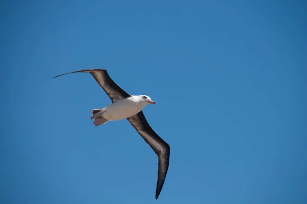 Zwart-Browed Albatross op Westpunt eiland — Stockfoto