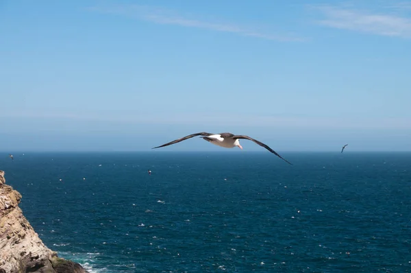 Albatroz-de-testa-preta na Ilha Westpoint — Fotografia de Stock