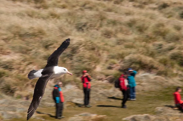 Black Browed Albatross Sua Colônia Reprodução Westpoint Island Nas Malvinas — Fotografia de Stock