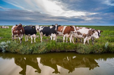 Gün batımında meraklı sığır