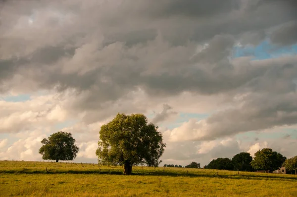 Trees in a rural landscape — Stock Photo, Image