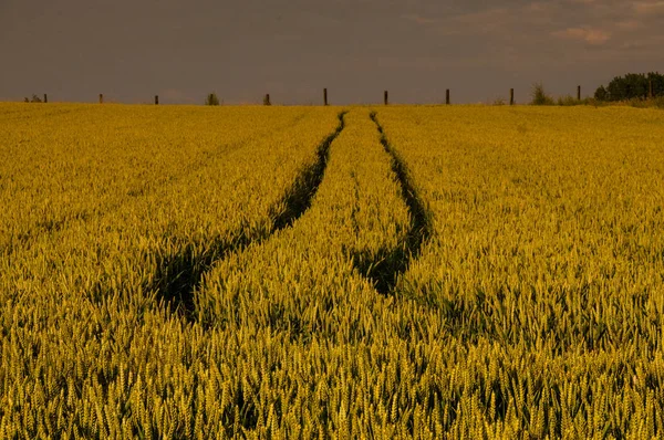 Tire Tracks in a Wheat Field — Stock Photo, Image