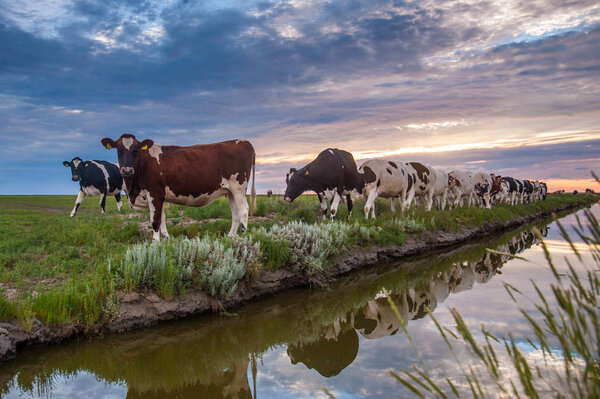 Curious Cattle at Sunset